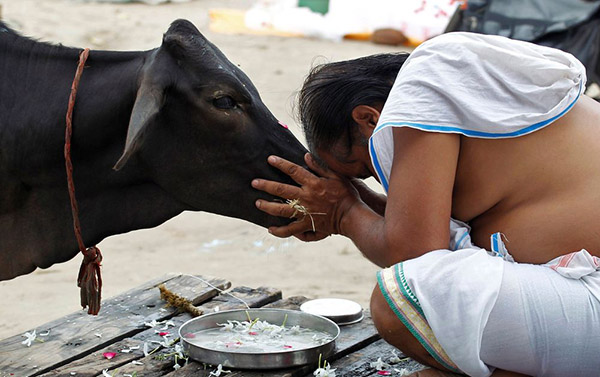 ගවයන්ගෙන් නිදහස් වෙමු – අනුරුද්ධ ප්‍රදීප්
