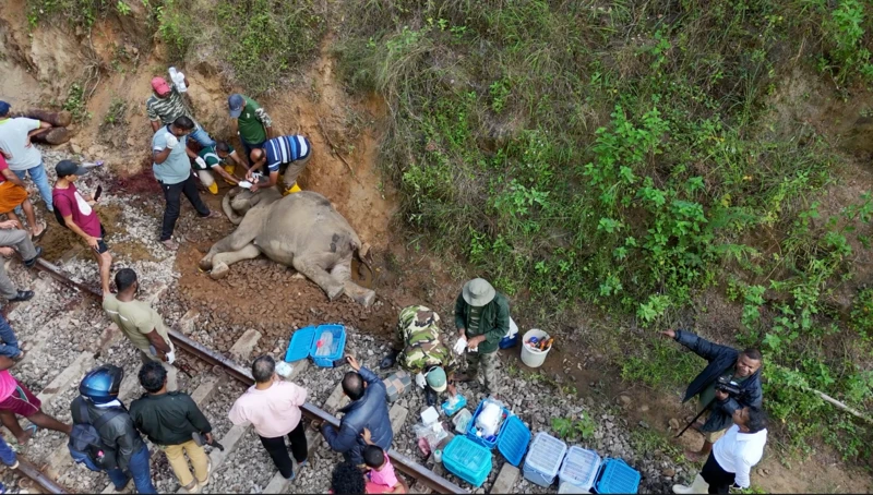 අලි – දුම්රිය ගැටුමට විසඳුමක් ලෙස GPS යොදා නොගන්නේ ඇයි?