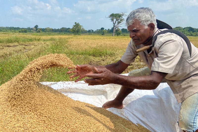 රජයේ වී මිල දැනුම් දෙයි.