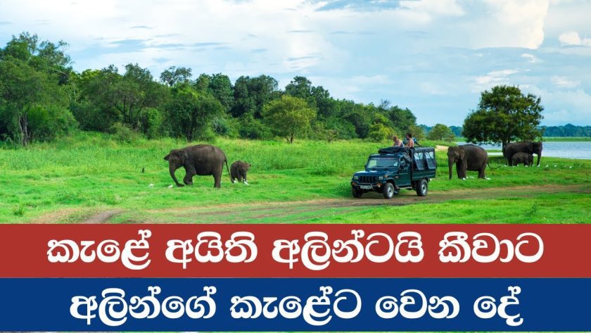 කැළේ අයිති අලින්ටයි කීවාට අලින්ගේ කැළේට වෙන දේ