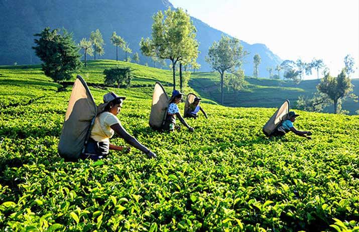 ලිපිනයක් නැති වතු කම්කරුවන්ට ස්ථීර ලිපින ලබා දීමට රජය සැරසේ.