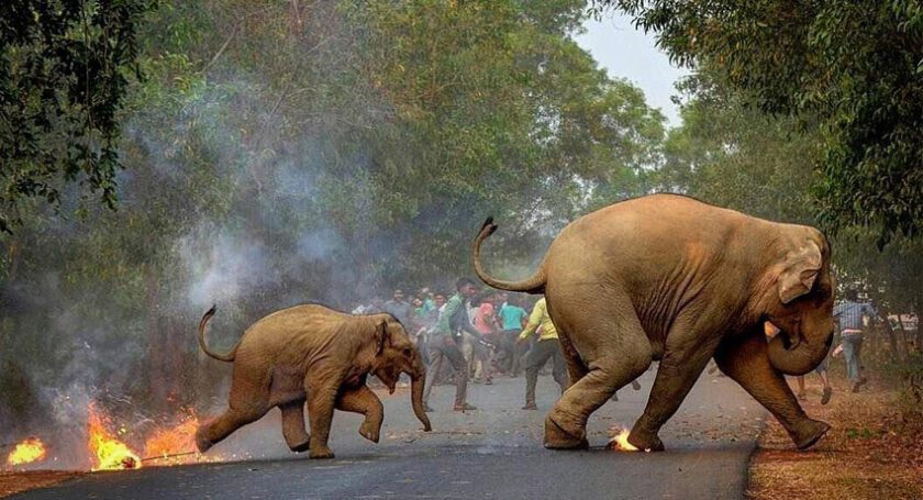 අලි මිනිස් ගැටුමට ඉන්දියාවෙන් විසඳුමක්..!