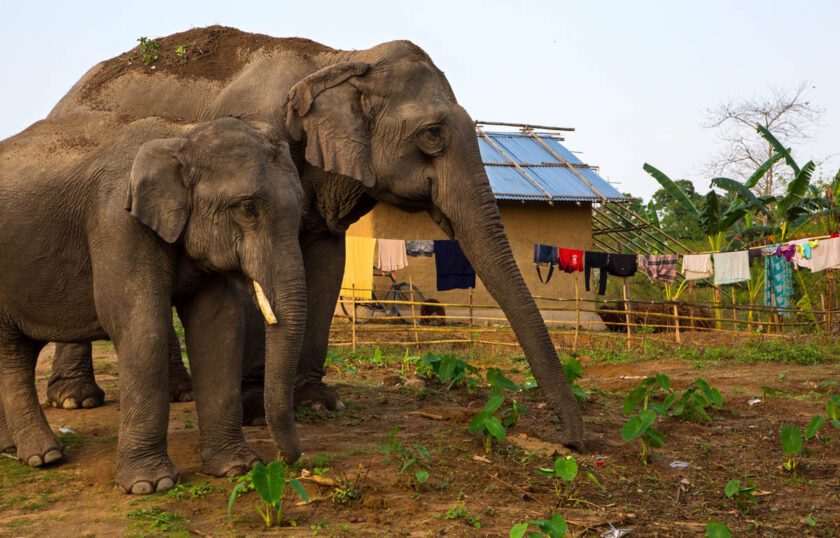 ජනාධිපතිවරයාගේ අලි-මිනිස් ගැටුම් කළමනාකරණ අයවැය යෝජනා යතාර්තවාදී ද?