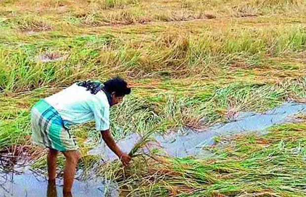 “දිත්වා” සුළි කුණාටුවෙන් ඔබේ වගාවට හානි වූවාද? එසේනම් වහාම මෙම පියවර අනුගමනය කරන්න