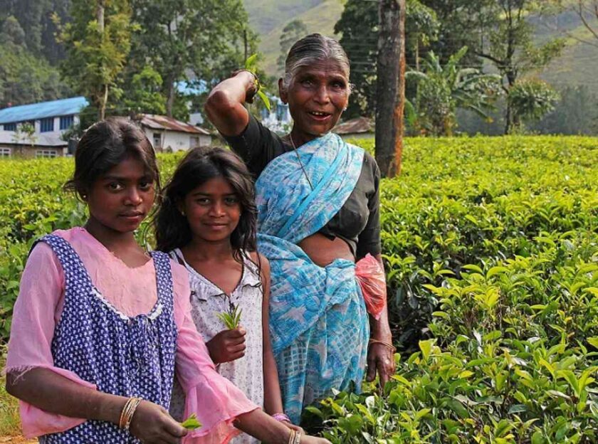 වතුකර දියණියන්ගේ ඉරණම
